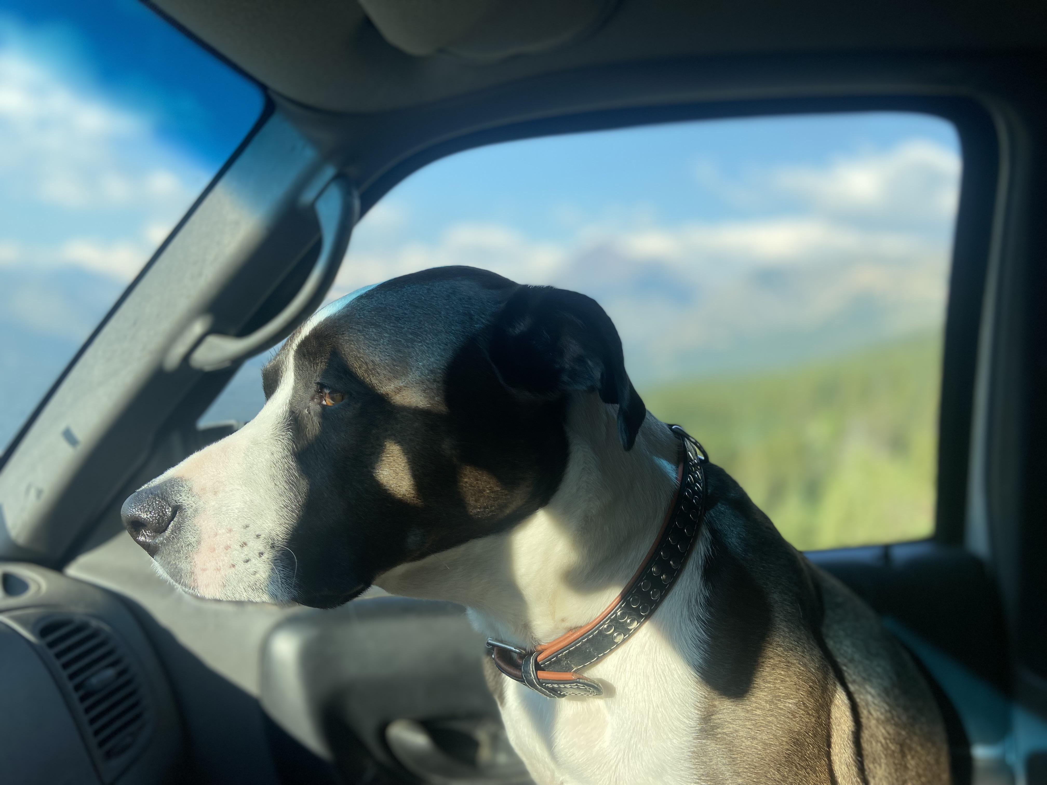 Augie Dog